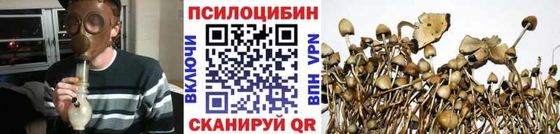 Галлюциногенные грибы Psilocybine cubensis  Всеволожск 