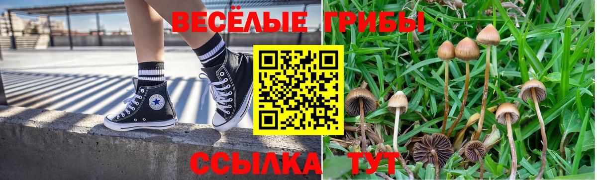 наркота  Всеволожск  Псилоцибиновые грибы Psilocybine cubensis 