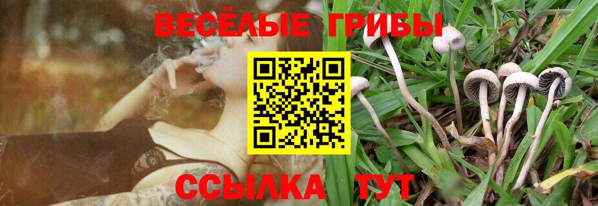 Псилоцибиновые грибы Psilocybine cubensis  Вход с VPN  Всеволожск 